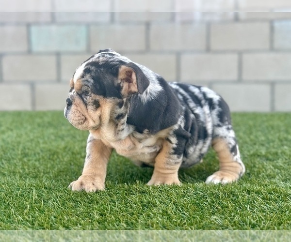 Medium Photo #23 English Bulldog Puppy For Sale in DENVER, CO, USA