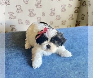 Shih Tzu Puppy for sale in VANCOUVER, WA, USA