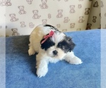 Image preview for Ad Listing. Nickname: Dottie