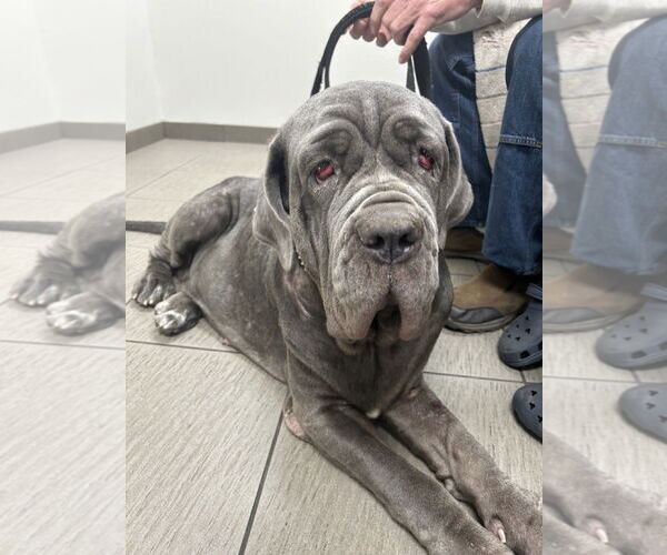 Medium Photo #2 Neapolitan Mastiff Puppy For Sale in Ellisville, MO, USA