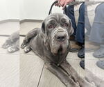Small #1 Neapolitan Mastiff
