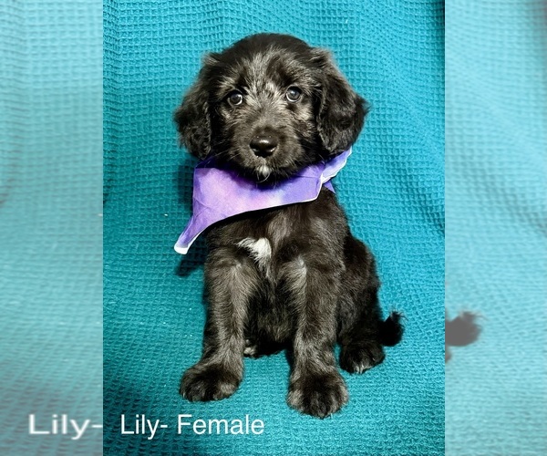 Medium Photo #10 Labradoodle-Miniature Australian Shepherd Mix Puppy For Sale in MANSFIELD, TX, USA