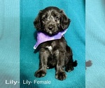 Small #9 Labradoodle-Miniature Australian Shepherd Mix