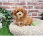 Small Cavapoo (Miniature)