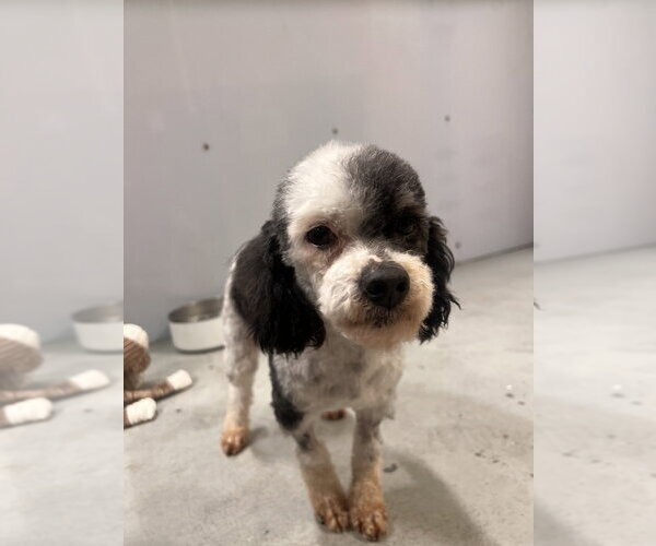 Medium Photo #4 Poodle (Miniature) Puppy For Sale in Studio City, CA, USA