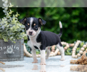 Medium Chihuahua