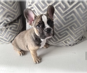 French Bulldog Puppy for sale in ATLANTA, GA, USA