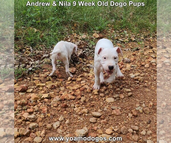 Medium Photo #98 Dogo Argentino Puppy For Sale in JANE, MO, USA