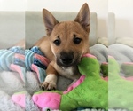 Small Photo #7 Shiba Inu Puppy For Sale in SYLMAR, CA, USA