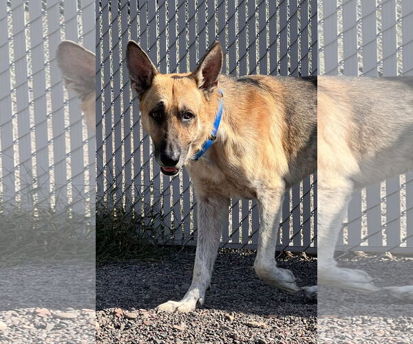 Medium Photo #3 German Shepherd Dog Puppy For Sale in Webster, WI, USA
