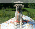 Small #5 German Shepherd Dog