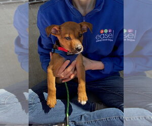 Mutt Dogs for adoption in Lawrenceville, NJ, USA