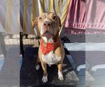 Small #5 American Staffordshire Terrier Mix