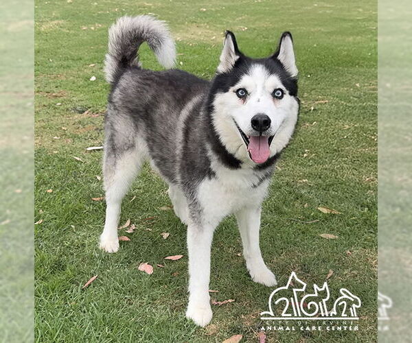 Medium Photo #1 Siberian Husky Puppy For Sale in Irvine, CA, USA