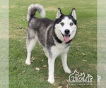 Small Siberian Husky