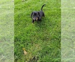 Small Photo #4 Dachshund Puppy For Sale in SIOUX FALLS, SD, USA
