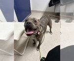 Small Mutt