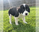 Small #3 Australian Shepherd-Great Pyrenees Mix