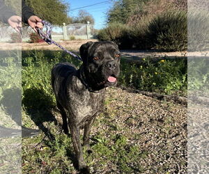 Mutt Dogs for adoption in Goodyear, AZ, USA