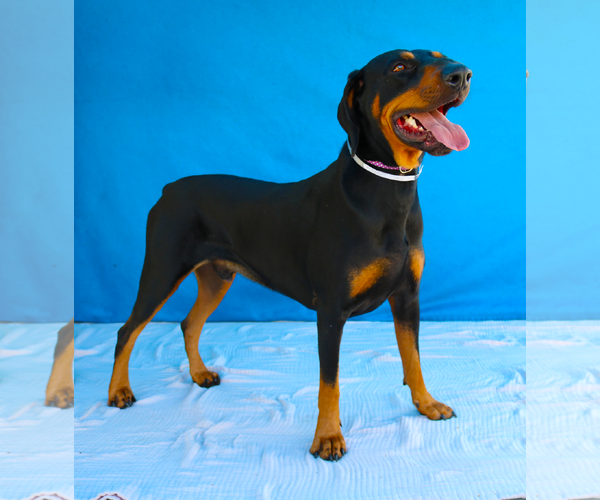 Medium Photo #2 Doberman Pinscher-Unknown Mix Puppy For Sale in Pasadena, CA, USA