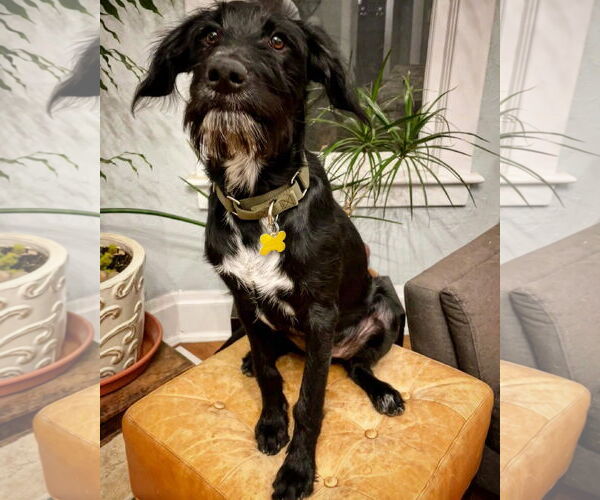 Medium Photo #2 Labrador Retriever-Unknown Mix Puppy For Sale in Sandy, UT, USA