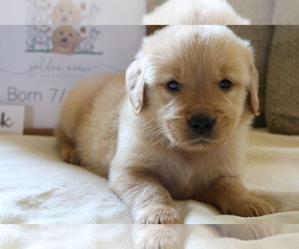 Medium Photo #2 Golden Retriever Puppy For Sale in BOSWELL, IN, USA