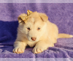 Small #1 Alaskan Malamute