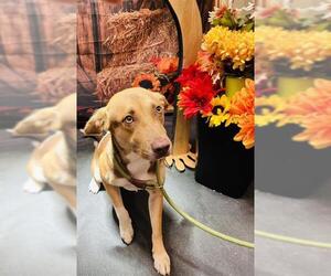 German Shepherd Dog Dogs for adoption in Globe, AZ, USA