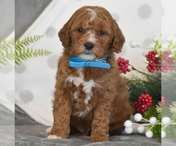 Medium Photo #1 Goldendoodle (Miniature) Puppy For Sale in GORDONVILLE, PA, USA