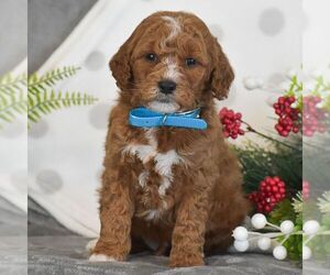Goldendoodle (Miniature) Puppy for sale in GORDONVILLE, PA, USA