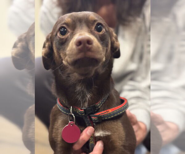 Medium Photo #3 Chiweenie Puppy For Sale in Bellevue, WA, USA