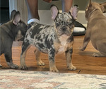 Image preview for Ad Listing. Nickname: Litter of 4