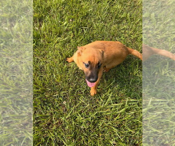 Medium Photo #2 German Shepherd Dog-Unknown Mix Puppy For Sale in Aurora, IN, USA