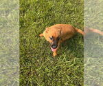 Small #1 German Shepherd Dog Mix