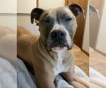 Small #3 American Pit Bull Terrier Mix