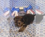 Small #12 Yorkshire Terrier
