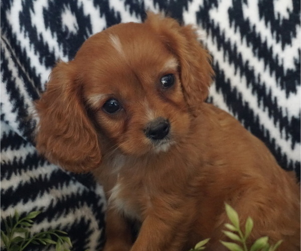 Medium Photo #3 Cavalier King Charles Spaniel Puppy For Sale in WESTCLIFFE, CO, USA