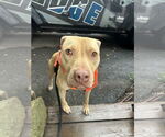 Small #1 American Pit Bull Terrier-American Staffordshire Terrier Mix