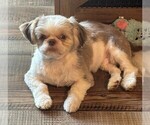 Small Photo #1 Shih Tzu Puppy For Sale in HAM LAKE, MN, USA
