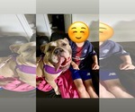 Small #10 Bulldog Mix