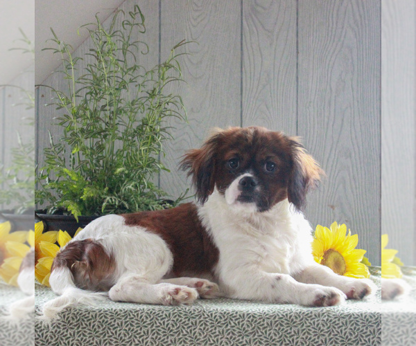 Medium Photo #3 Cava-Tzu Puppy For Sale in GORDONVILLE, PA, USA