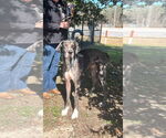 Small #2 Great Dane