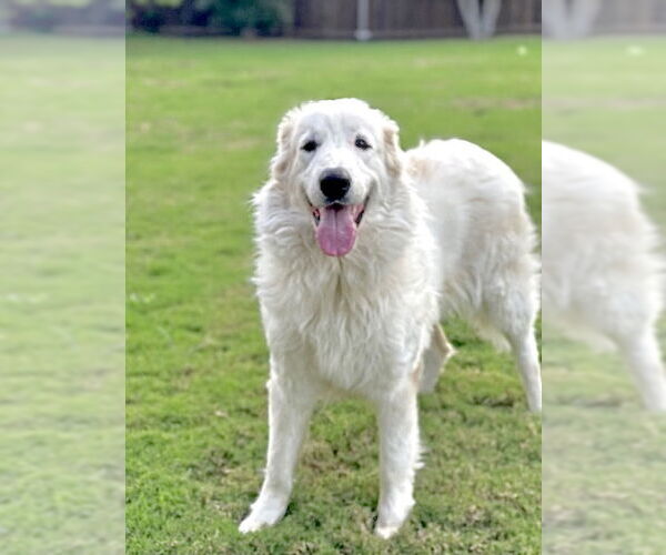 Medium Photo #5 Great Pyrenees Puppy For Sale in Spring, TX, USA