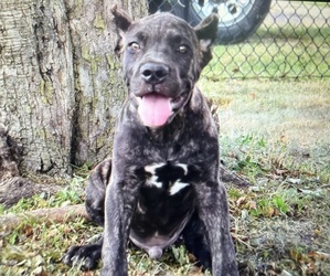 Medium Cane Corso