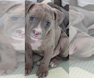 American Bully Puppy for sale in GROVETOWN, GA, USA