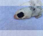 Small Photo #44 Border Collie Puppy For Sale in MOSIER, OR, USA