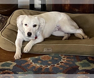 Dachsador Dogs for adoption in San Diego, CA, USA