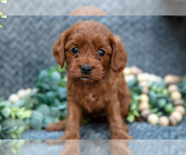 Medium Photo #2 Cavapoo Puppy For Sale in SHIPSHEWANA, IN, USA