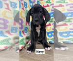 Puppy Navy Blue Great Dane