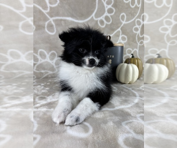 Medium Photo #4 Pomeranian Puppy For Sale in INDIANAPOLIS, IN, USA